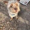 Yorkie mix