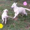 AKC Registered White German Shepherd Females