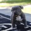 American bully puppies looking for new home