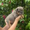 Male English Bulldog Pups