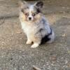 1lb 9 oz, Blue eyed Blue Merle Micro Mini Pomeranian