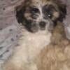 Shorkie Puppies - Shih Tzu and Yorkshire Terrier mix  for Sale