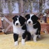 Health tested AKC/ABCA Border collie puppies