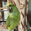 Beautiful Amazon Yellow Nape Parrot