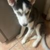 Siberian Husky Female 12 Weeks