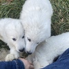 Exceptional Maremma Livestock Guardian Dogs Available Now