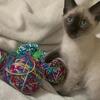 siamese kittens seal point and blue points