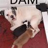 Puppies (OEB's)