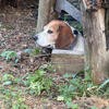 4 year old beagle to rehome