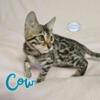 Tica Registered Brown Rosette Female Bengal Kitten