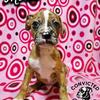 Flashy Chocolate Merle - Merlin