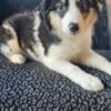 Australian shepherd puppies