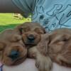 Dark Red Golden Retrievers