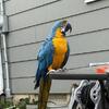 Blue Gold Macaw