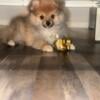 Pomeranian for sale 2500