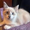 SOLD - Snowshoe Siamese Kitten - female -12 weeks old