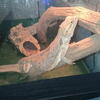 Bearded Dragon