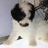 Miniature Goldendoodle mix Puppies for sale