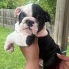 English Bulldog Puppies AKC Registered