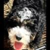 Reduced Fee Beautiful Mini Bernedoodle female puppy