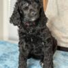 AKC Black Abstract Standard Poodle Puppies