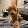 Mini Labradoodle F1B Female