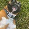 Purebred Boxer Stud - Gentle & Playful, Stunning Build & Coat, Ohio Champion Sired