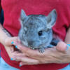 Chinchilla Babies, Tame Pets Ready to go now