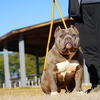 Males looking for a home