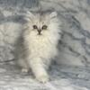 Persian Kitten NJ male Silver Shaded -Shore Kiittens