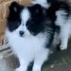 Purebred Cute and Sociable Pomeranian litter