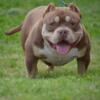 Merl American bully puppies