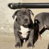 PUREBRED AMERICAN BULLY PUPPIES AVAILABLE