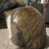 Pedigreed Holland Lop Buck