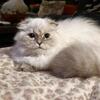 Munchkin kitten