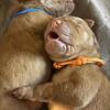 AKC Purebred Vizsla Puppies – Exceptional Hunting & Loving Family Companions