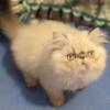 Playful, loving seal lynx Point Himalayan  male kitten kitten