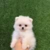 Teacup Pomeranian puppies available for sale