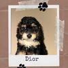 Tri-color Mini Doodle 🐾 Dior – FEMALE – 17 Weeks – $1,300 OBO