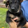 Purebred German Shepherd Puppies for Sale