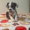 Ckc Boston Terrier puppies