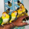 Cute White Bellied Caique Babies