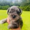 Mermaid the Mini Schnauzer puppy