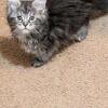 MainecoonFemaleKitten/TICA Registered