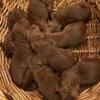 Beautiful Red Standard Poodle Puppies - AKC - Available ONE FEMALE LEFT