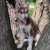 Purebred Siberian Husky puppies