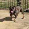 Tri Male Bully Rehoming Fee 1000 UKC Registered