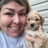 mini Goldendoodle puppies