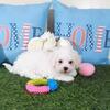 Phoebe Sweet Little Female Bichon Frise Puppy