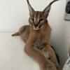STUNNING AFRICAN CARACAL KITTENS 11 Weeks Highly Socialized  2 Boys Left - not a F1 Savannah